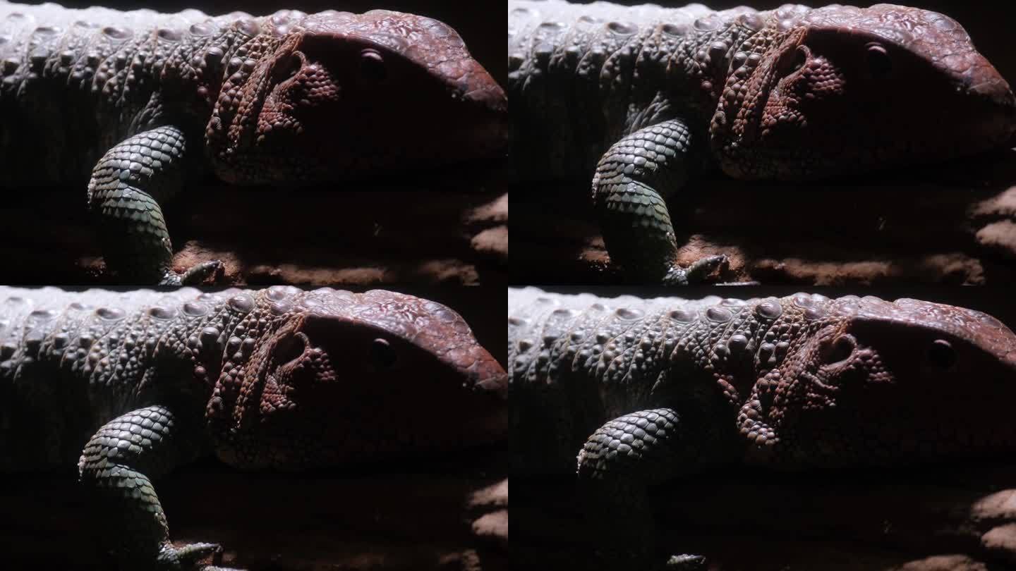凯门蜥蜴是一种大型半水生蜥蜴，属虎科。特写镜头
