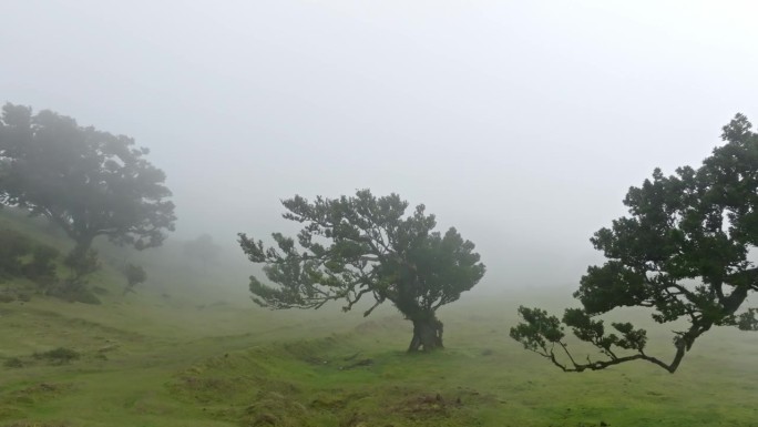 马德拉岛雾气朦胧、神秘的法纳尔森林的缩小图