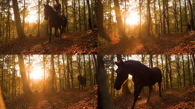慢动作，镜头光晕:年轻的女骑手小跑着穿过秋天的森林
