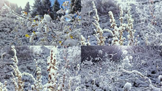 冰雪覆盖树枝寒冷冬季雪景