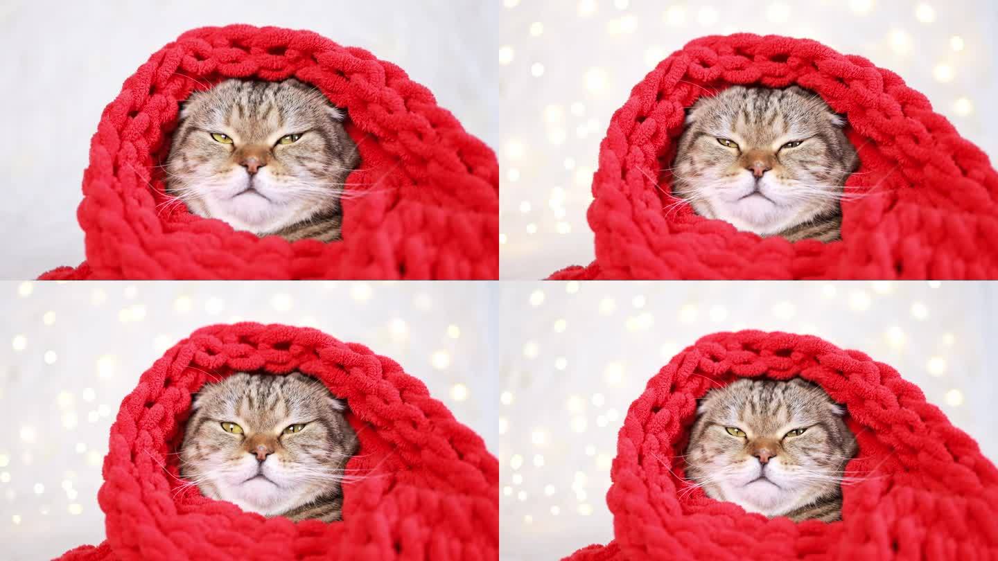 在浅色背景上戴着红色围巾的猫。