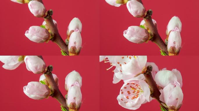 桃花盛开对红色背景在一个水平格式的延时4k视频。桃李在春天开花的视频。