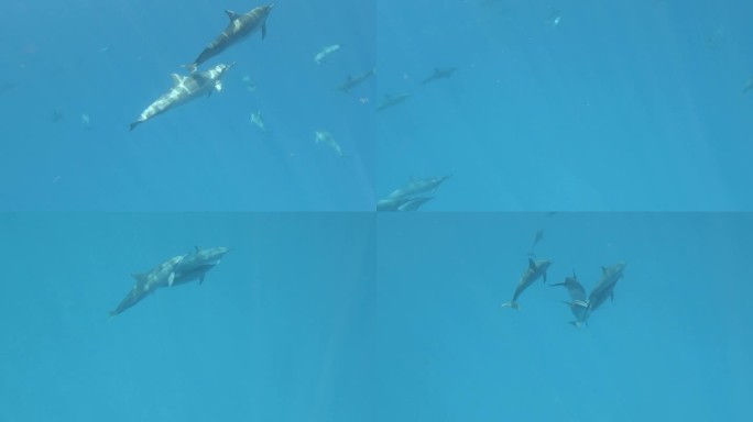 一群海豚优雅地滑翔通过闪闪发光的水域-水下拍摄