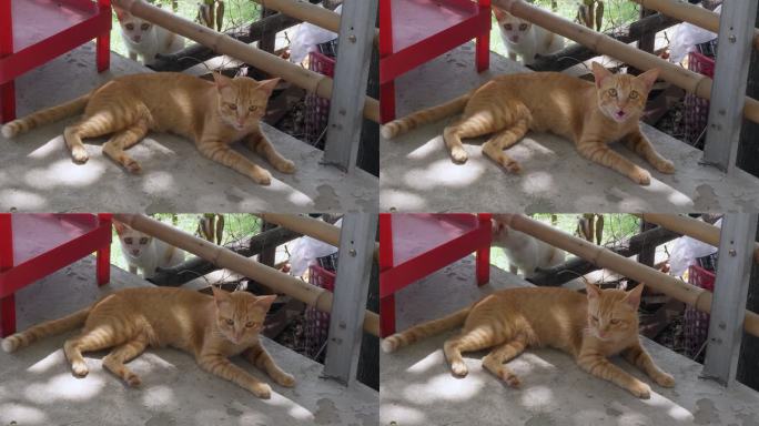 近距离拍摄到一只姜黄色的猫躺在地上前来讨饭