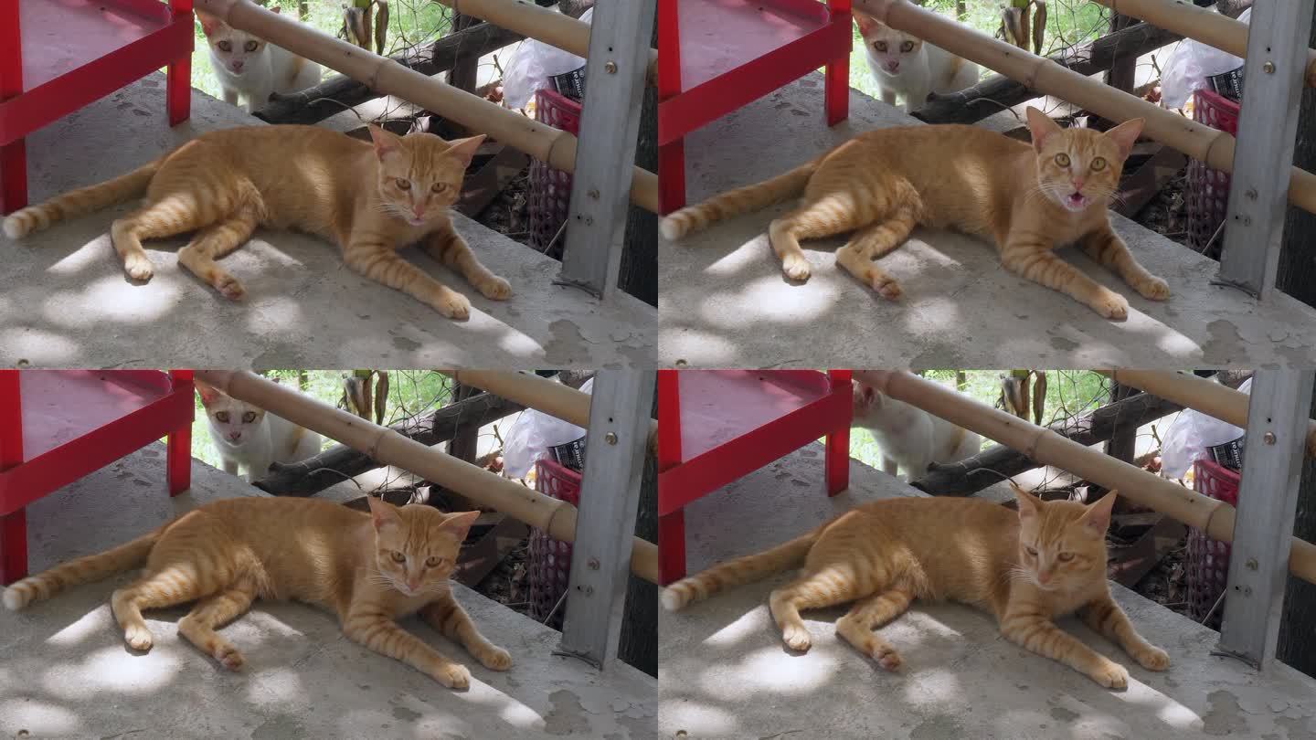 近距离拍摄到一只姜黄色的猫躺在地上前来讨饭