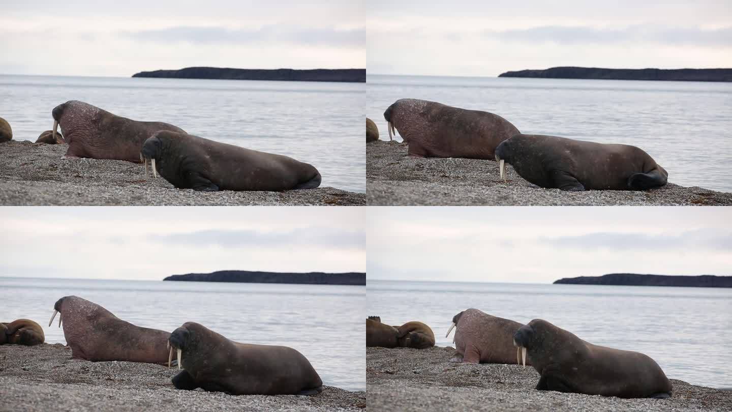 海象在海滩上摇摆