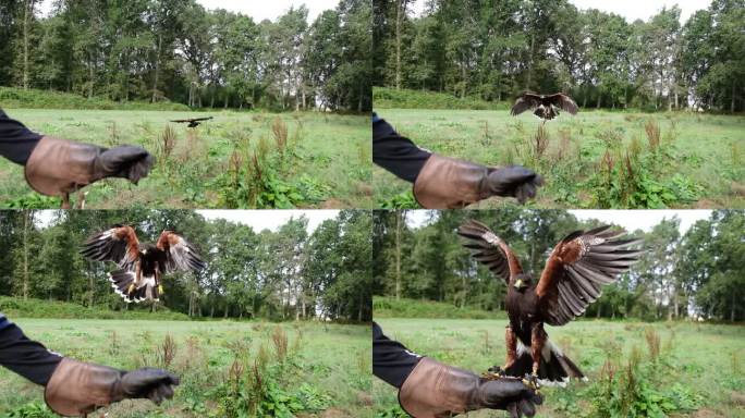 录像显示一只哈里斯鹰栖息在养鹰人的手臂上。慢动作