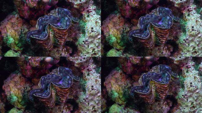 巨型蓝蛤靠近红海的珊瑚礁