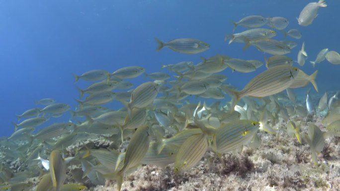 水下场景——地中海暗礁上一大群萨勒马鱼