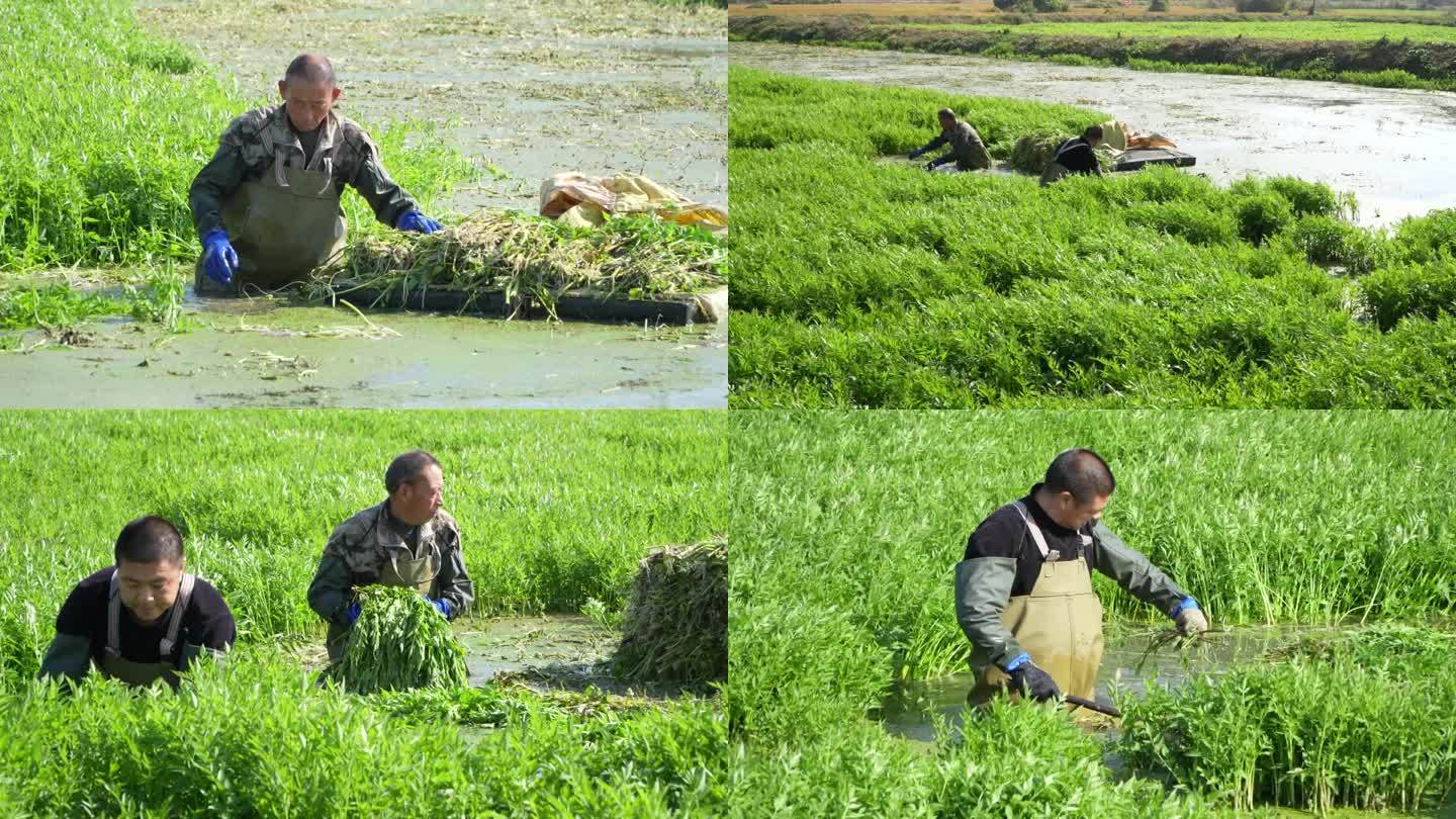 泗洪：水芹迎来丰收 小水芹铺就致富路