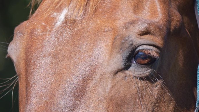 马的眼睛特写，清晰的口吻阴影，阳光明媚，准备骑马。