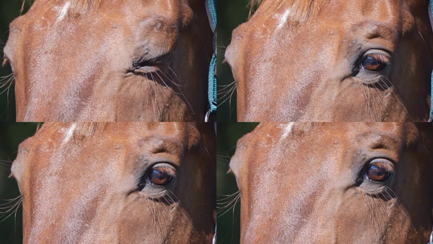 马的眼睛特写，清晰的口吻阴影，阳光明媚，准备骑马。