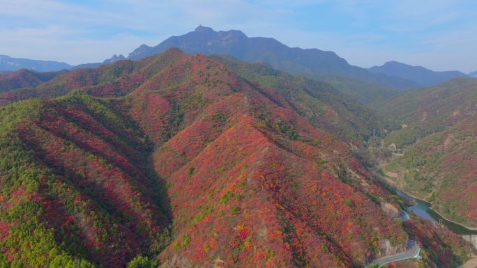 航拍济源王屋山红叶