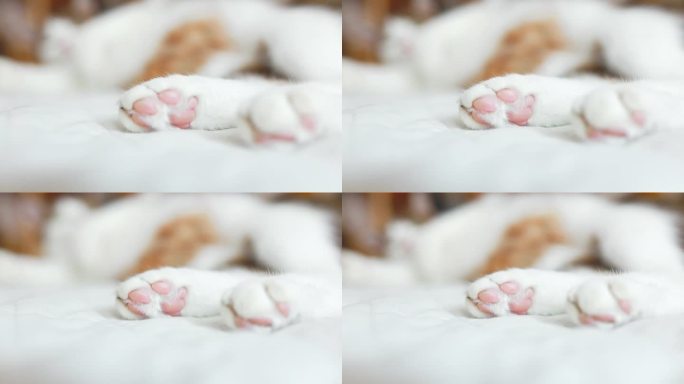 猫爪在床上的白毯子上伸展。这只猫仰面躺着，用爪子做了个轻拍的动作。