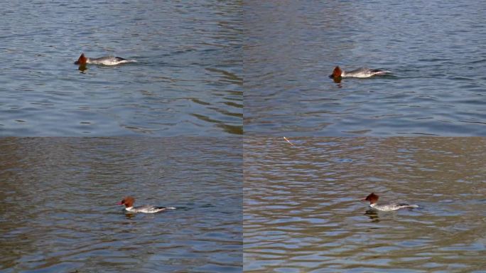 在德国慕尼黑的Kleinhesseloher湖上游泳的秋沙鸭、秋沙鸭、秋沙鸭