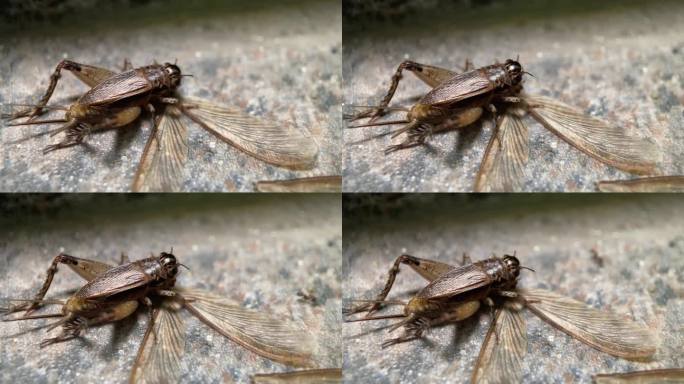 一只虫子在吃一只会飞的白蚁。