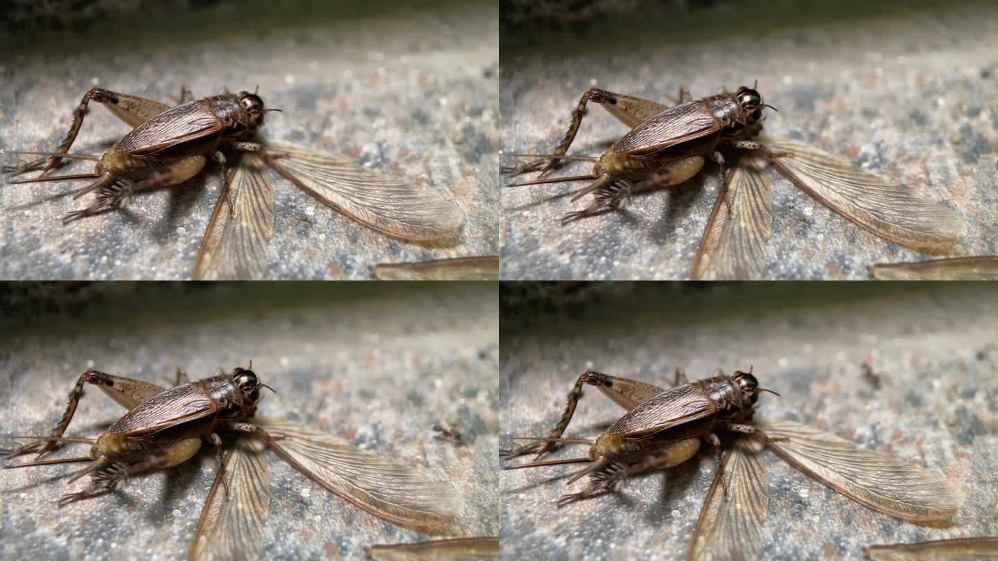 一只虫子在吃一只会飞的白蚁。