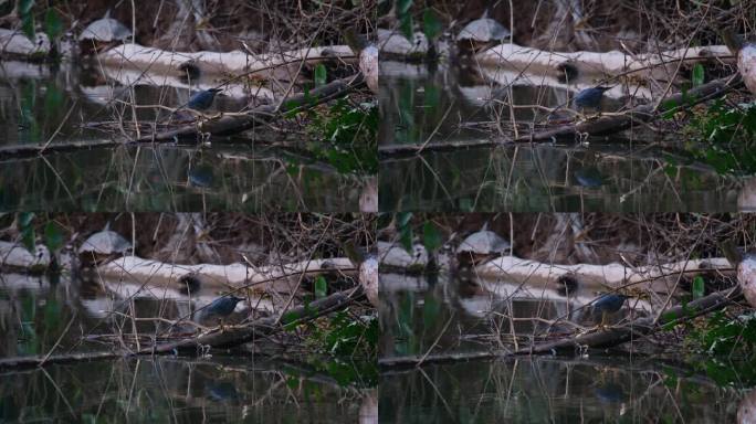泰国斑纹苍鹭，当鱼儿跃出水面时，斑纹苍鹭在一根倒在水中的圆木上向右移动