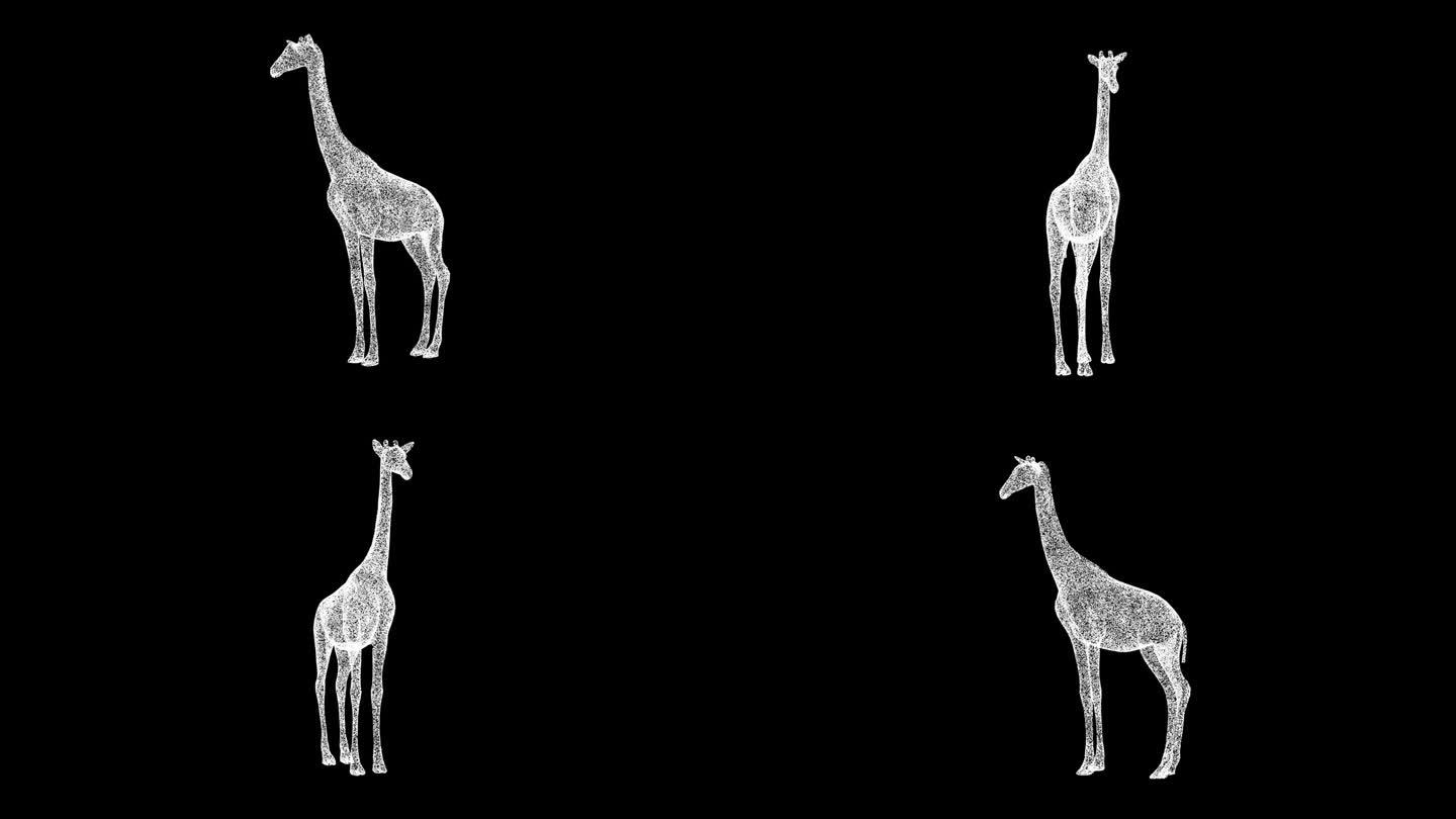 3D长颈鹿在黑色背景上旋转。野生动物概念。商业广告背景。用于标题，文本，演示。3d动画60 FPS。