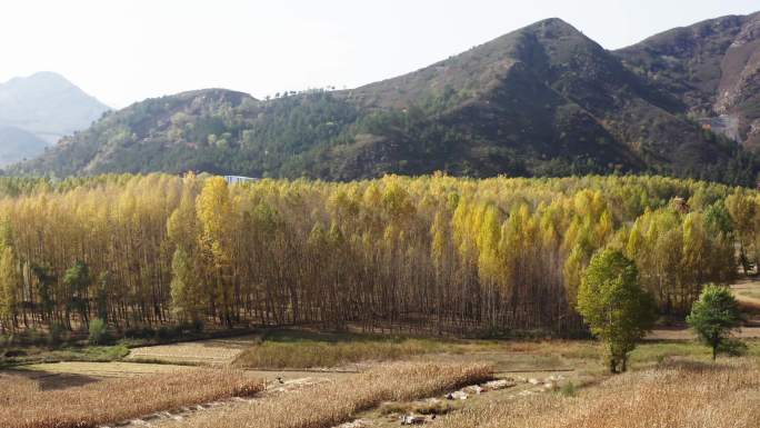 内蒙古森林自然风光秋色航拍