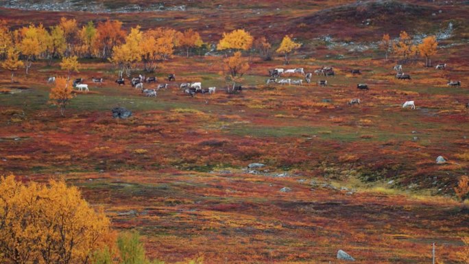驯鹿群在秋天的苔原上迁徙。慢动作视差镜头。