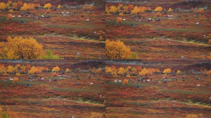 驯鹿群在秋天的苔原上迁徙。慢动作视差镜头。
