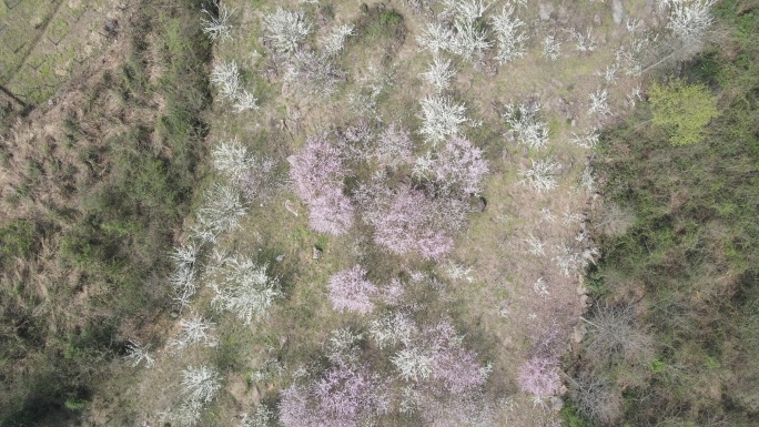 樱花 湖南田野