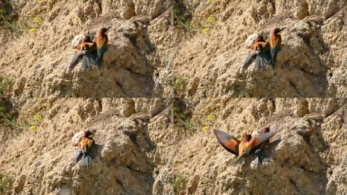 欧洲食蜂鸟。鸟儿在采石场休息。缓慢的运动。