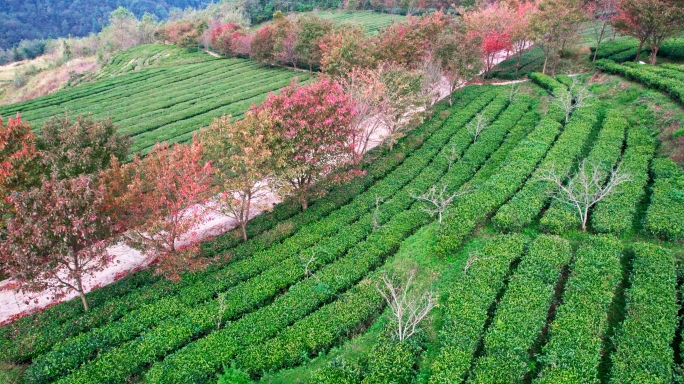 4k 航拍秋天茶园茶破