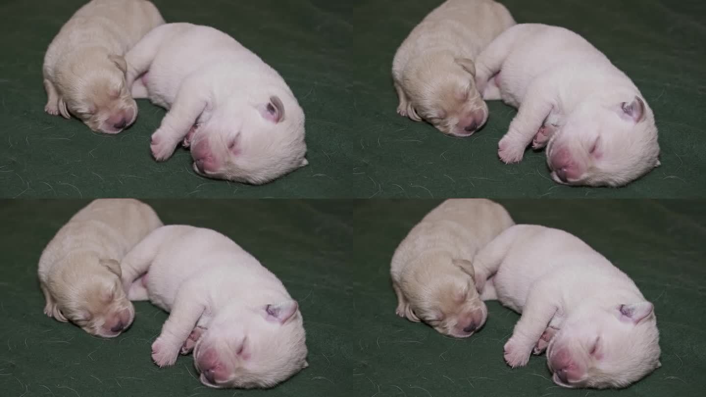 刚出生的拉布拉多小狗正在睡觉