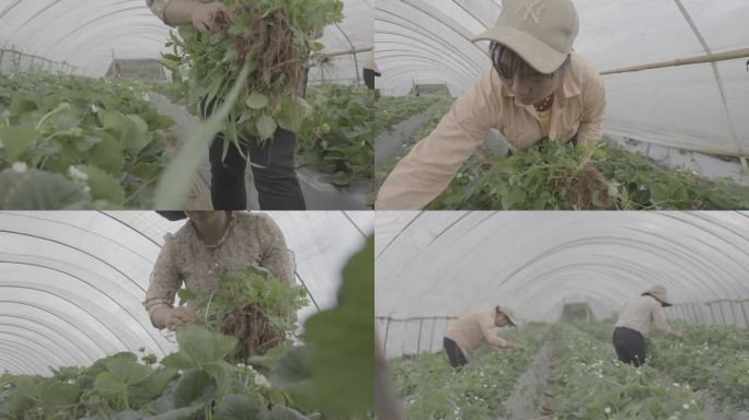 大棚草莓 除草