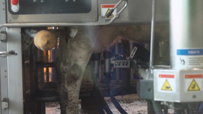 农场里的机器人挤奶