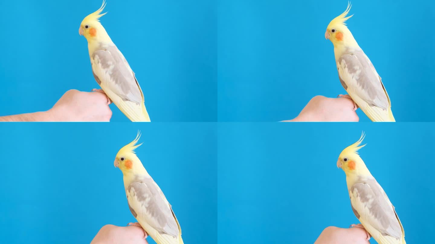 蓝色背景上，一只黄色的鹦鹉坐在一个男人的手指上。澳洲鹦鹉鹦鹉。广告投放场所
