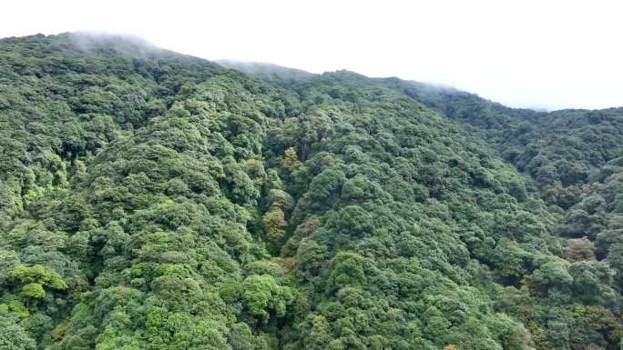 原始森林哀牢山云雾缭绕