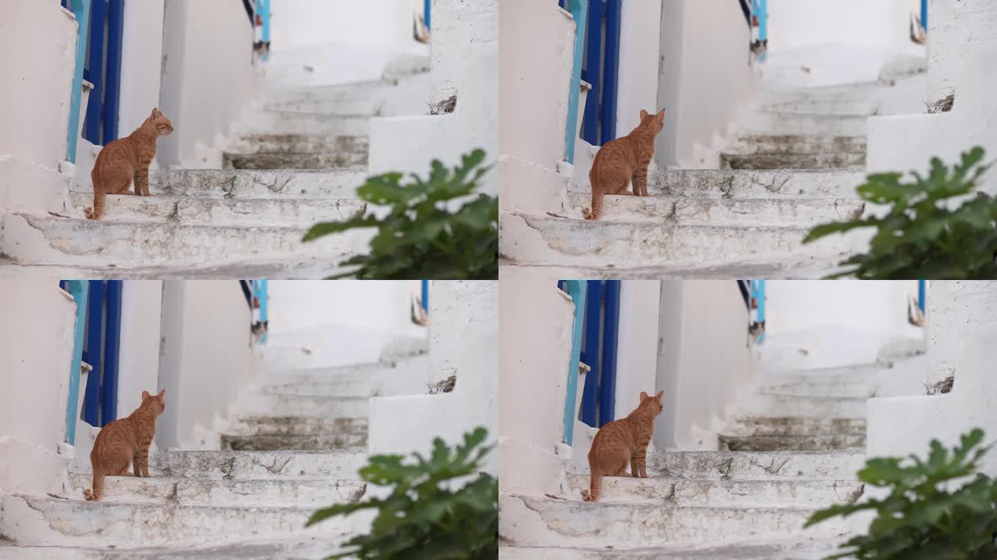 米科诺斯猫在台阶上