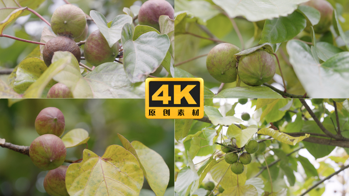 4K-桐子树，桐子果果实，桐油树，桐油子