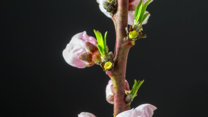 在一个水平格式的延时4k视频中，桃花盛开在黑色背景下向上移动和旋转。桃李在春天开花的视频。