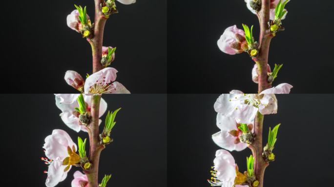 在一个水平格式的延时4k视频中，桃花盛开在黑色背景下向上移动和旋转。桃李在春天开花的视频。