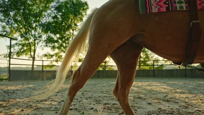 在阳光明媚的夏日，年轻的女牛仔在被树木环绕的沙滩牧场骑马的组合剪辑
