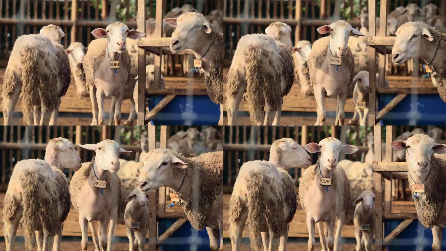 在印度尼西亚东爪哇的一个农村农场的传统围栏里，一只羊咩咩地看着镜头