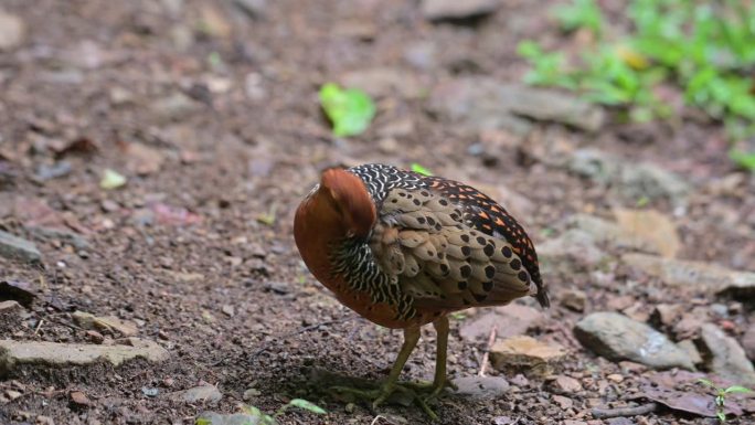 泰国Ferruginous Partridge Caloperdix oculeus在整理和清洁其左