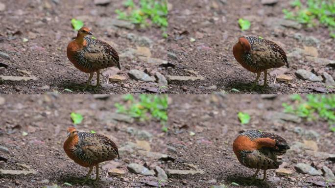 泰国Ferruginous Partridge Caloperdix oculeus在整理和清洁其左