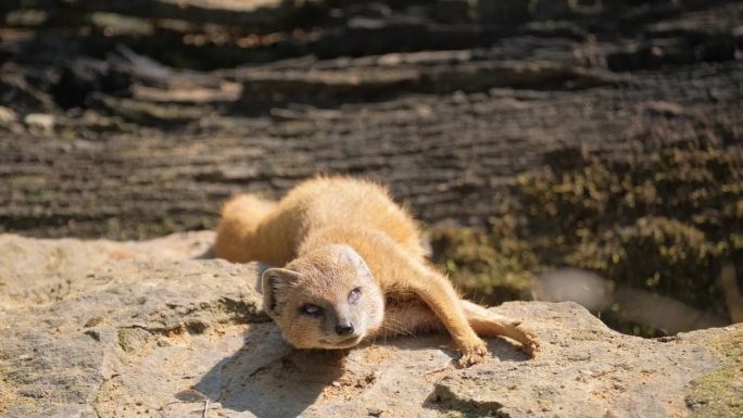 黄狐獴躺在地上休息。野生动物