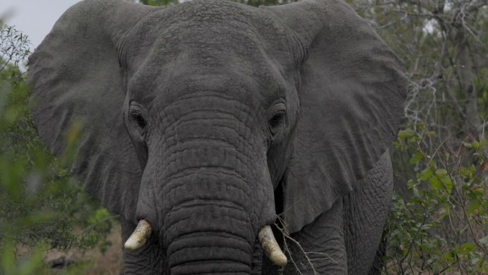一头长着獠牙的非洲大象正面特写，从侧面直视着镜头。克鲁格国家公园，南非