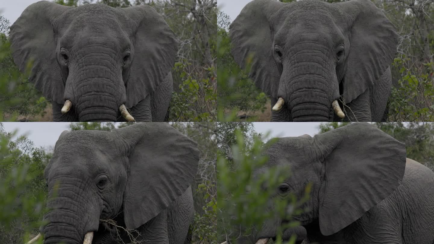 一头长着獠牙的非洲大象正面特写，从侧面直视着镜头。克鲁格国家公园，南非