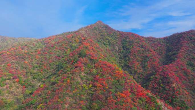 航拍济源王屋山红叶