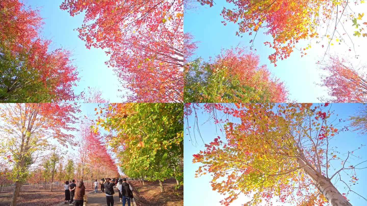 秋天枫叶枫树 秋天风景