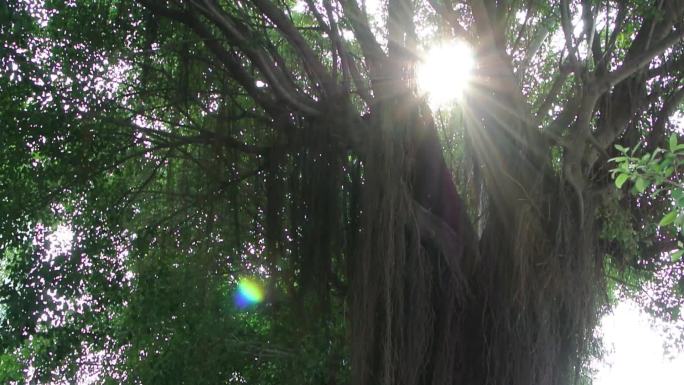 阳光透过大榕树出现唯美光斑大集合
