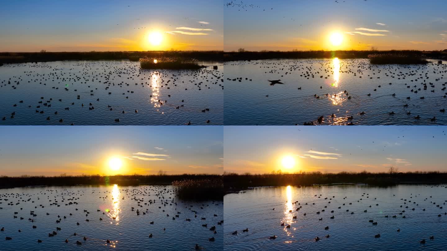 湖水湿地大雁落日纯净的画面