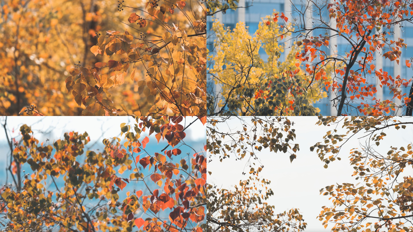 秋天树叶红叶空镜
